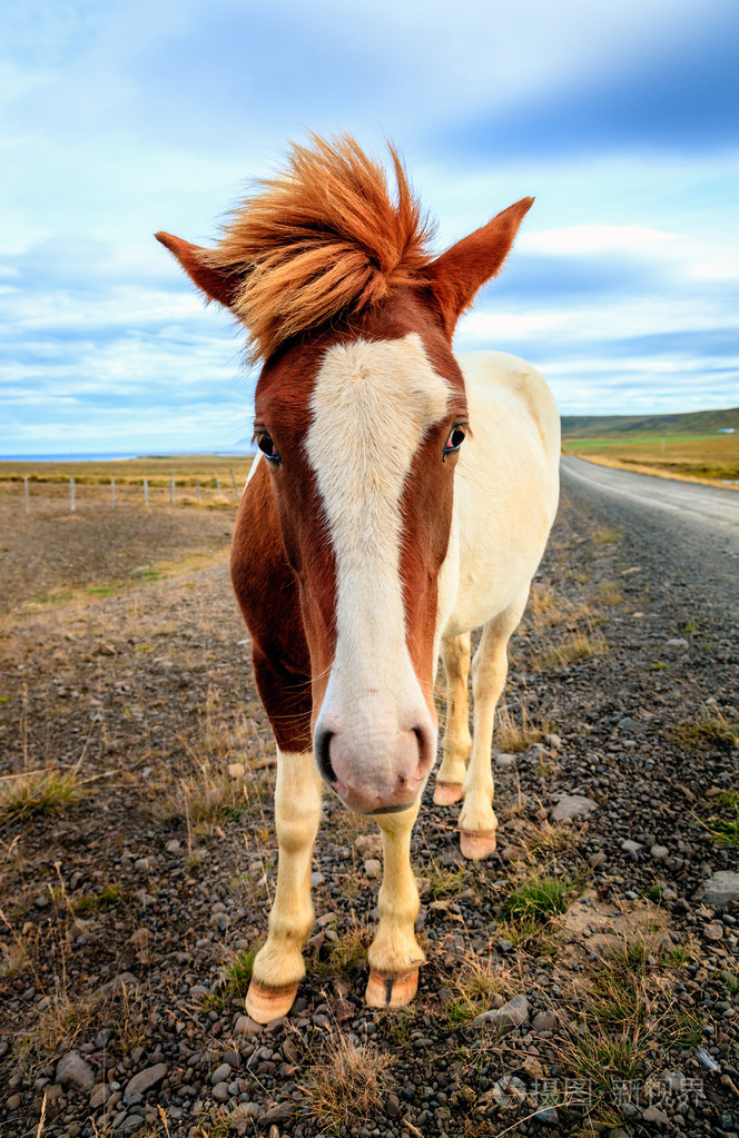 冰岛的小马