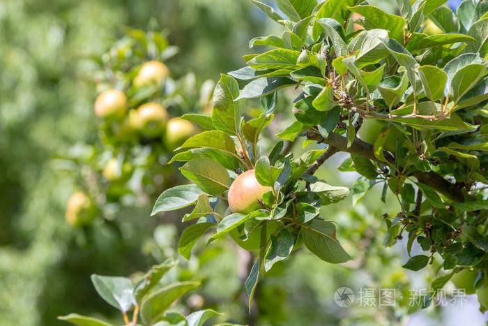 一个绿色的苹果挂在appletree上