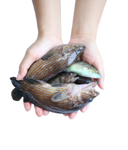 海鱼在手