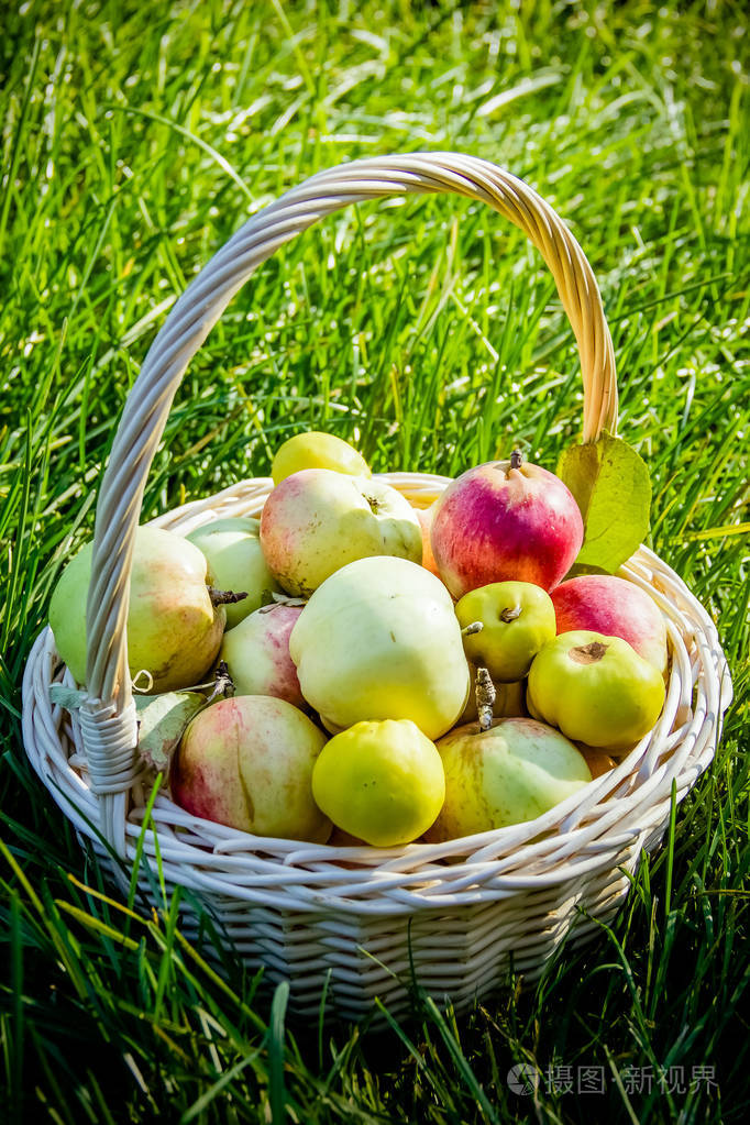 自然主题与果子和篮子在绿色草背景.自然果子概念.生态农产品.
