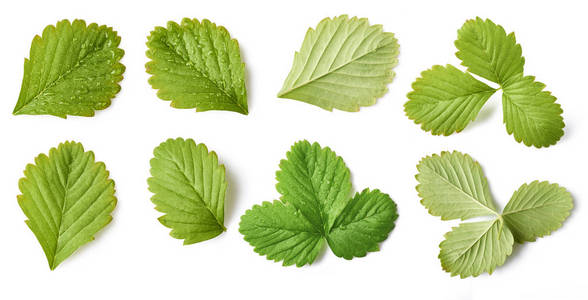 集, 收集与绿色的草莓叶子在白色背景下分离照片