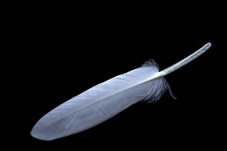 乌鸦羽毛笔图片