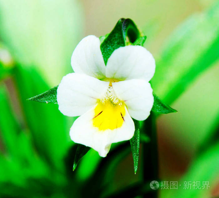 一朵绿叶的白花