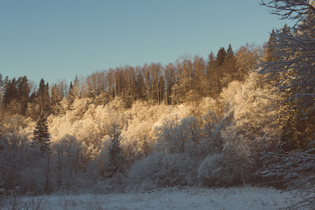 雪覆盖的冬季森林复古复古