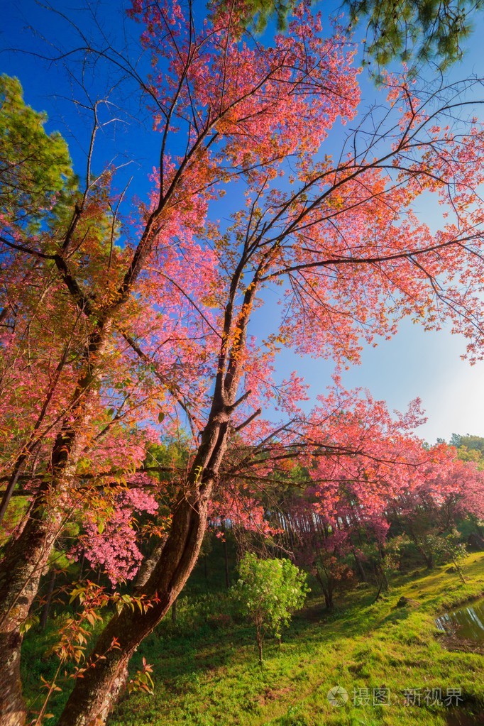 在春天樱花盛开