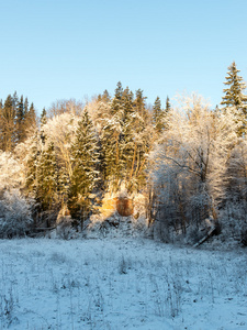 下雪的冬天森林与雪被盖的树