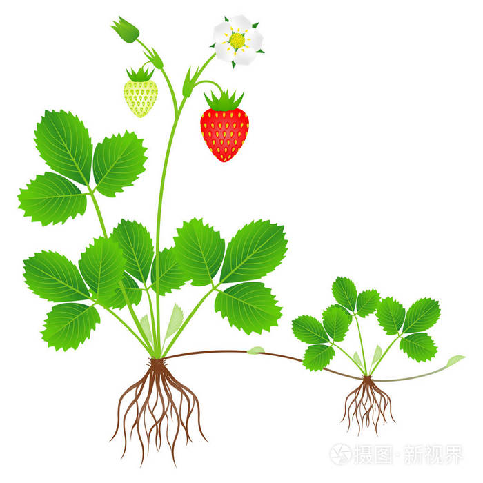 草莓植物 根 花 果实和女儿植物插画 正版商用图片0914zj 摄图新视界