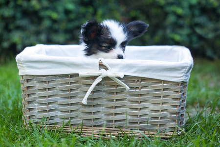 小狗在草地上的篮子里