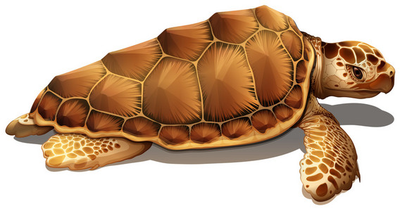 红棕色蠵赤蠵龟照片