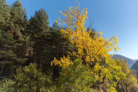 照片反映秋天的到来与美丽的黄树在卡尼略, 安道尔