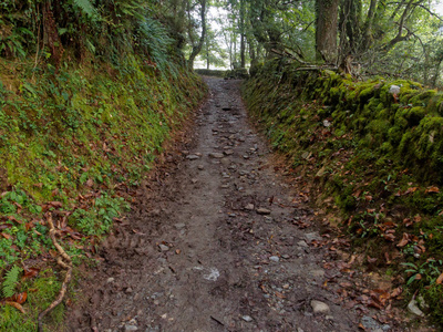 在潮湿多雾的早晨的 muddycamino 赛道西班牙加利西亚的 triacastela