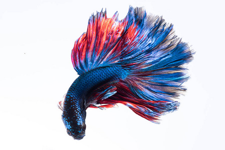 蓝色拥拥鱼, 暹罗斗鱼隔离在白色背景上照片