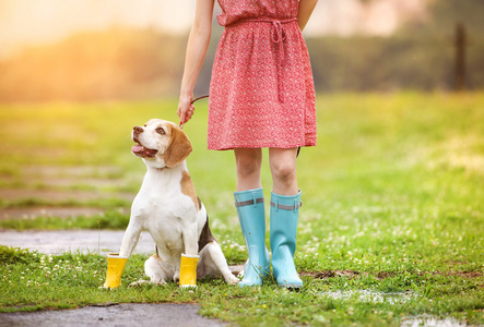 长筒靴的女人走她比格犬图片