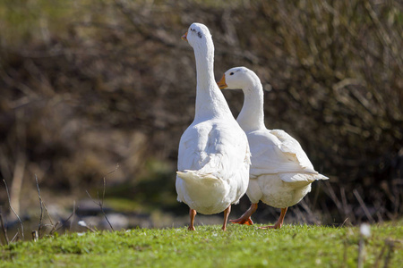 鸟类美,家禽养殖与野生动物保护理念照片