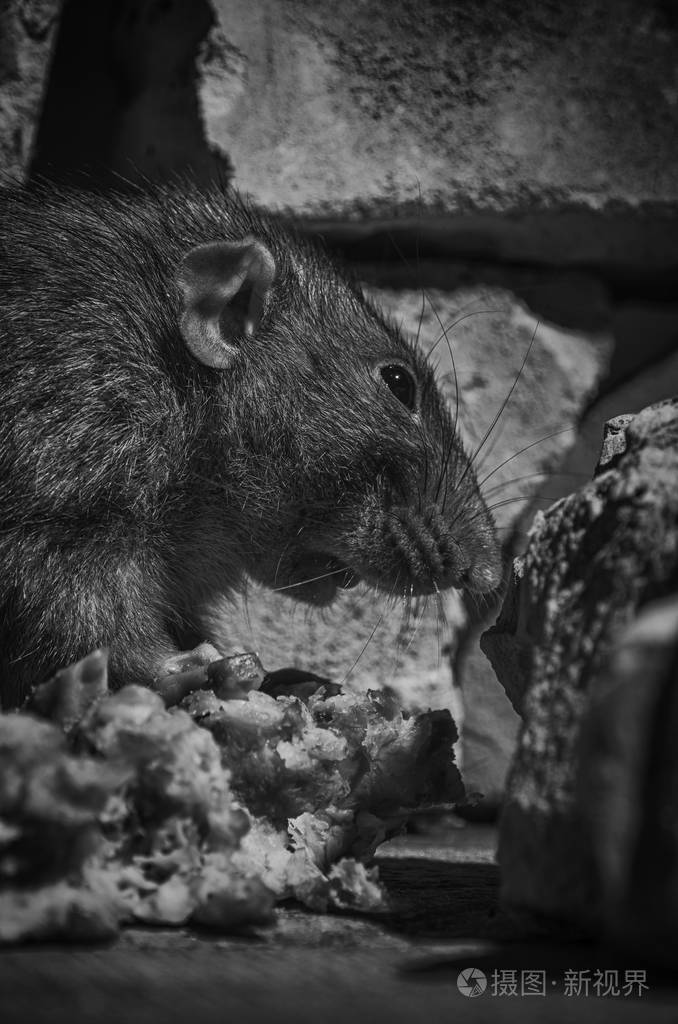 一只老鼠啃着砖块废墟中的骨头, 黑白相间的肉.