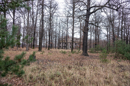 废弃的老房子在黑暗的森林里照片