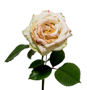 枯萎的白玫瑰.干花, 悲伤, 情感.坏的爱情观念.在白色上隔离照片