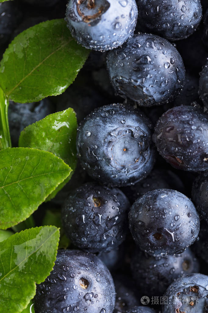 成熟和多汁新鲜采摘蓝莓特写蓝莓背景顶部视图