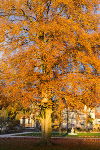 秋季日落彩色树和分行在德国南部乡村历史名城慕尼黑和斯图加特附近