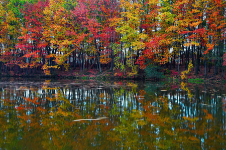 美丽的猩红, 黄色, 橙色的树木在河岸边反映在水中的叶子漂浮。美丽的秋天风景在村庄