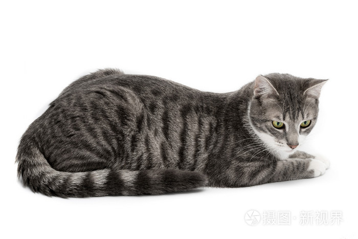 欧洲只灰色的猫