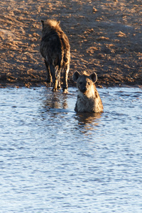 鬣狗在水洞在纳米比亚埃托沙野生动物园