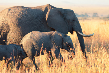 群在肯尼亚大象