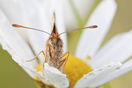 荒地川贝蝴蝶, Melitaea athalia Oxeye 菊花花头, 春白菊。