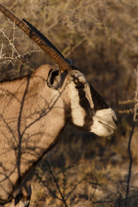 羚羊在纳米比亚埃托沙野生动物园
