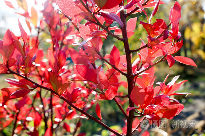 秋彩伏牛花红叶 秋季背景照片 正版商用图片091mdm 摄图新视界