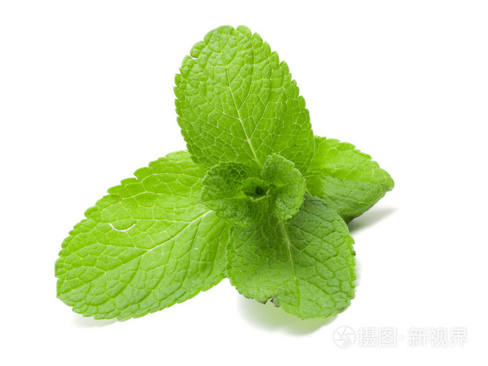绿色薄荷叶