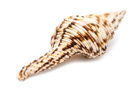 白海贝壳