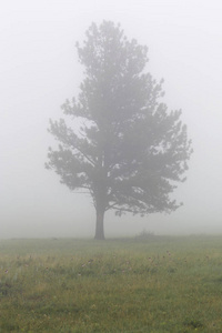 南达科塔卡斯特州立公园雾中的树