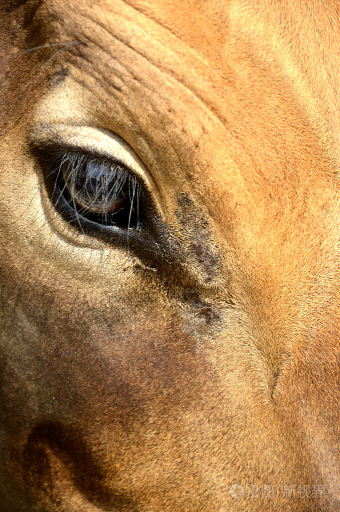 牛眼照片-正版商用图片091rwa-摄图新视界