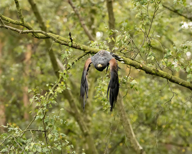 英国, 舍伍德阿甘, 诺丁汉鸟的猎物事件 2018年10月哈里斯鹰囚禁, 从树上潜水