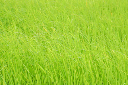关闭绿色水稻稻田农场吹走的风