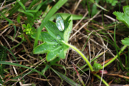 雨滴, 一滴露珠在一片草叶上, 雨滴, 露珠滴在树枝上