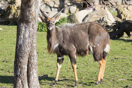 年轻的男性低地尼亚拉, Tragelaphus angasii