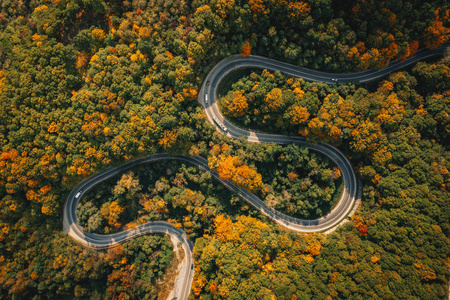 森林中部一条极端蜿蜒的弯路鸟图照片