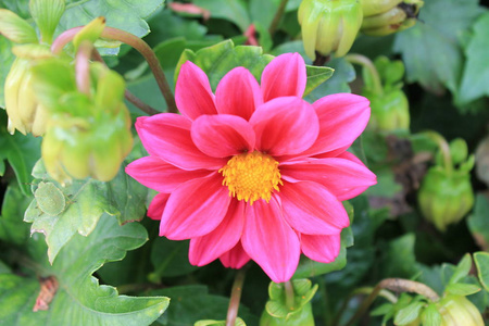 明亮的皇家菊花对太阳微笑.孤立背景上的菊花照片