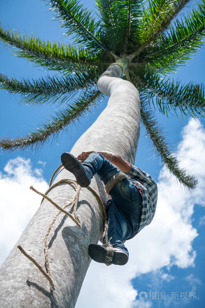 成年男子爬上高高的椰子树与绳子得到可可坚果.