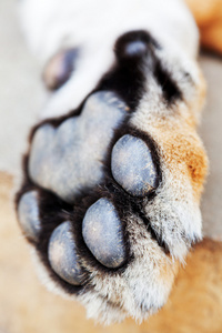 亚洲老虎爪子西伯利亚虎潘切拉提格里斯也被称为阿穆尔