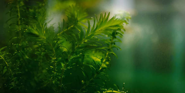 水生植物伊乐藻在水族馆。选择性聚焦