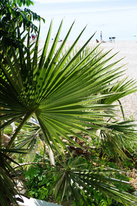 棕榈树海风景夏天