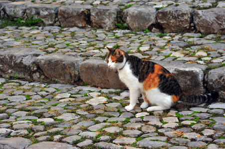 猫坐在意大利的鹅卵石路上。坐在路边的衣领猫
