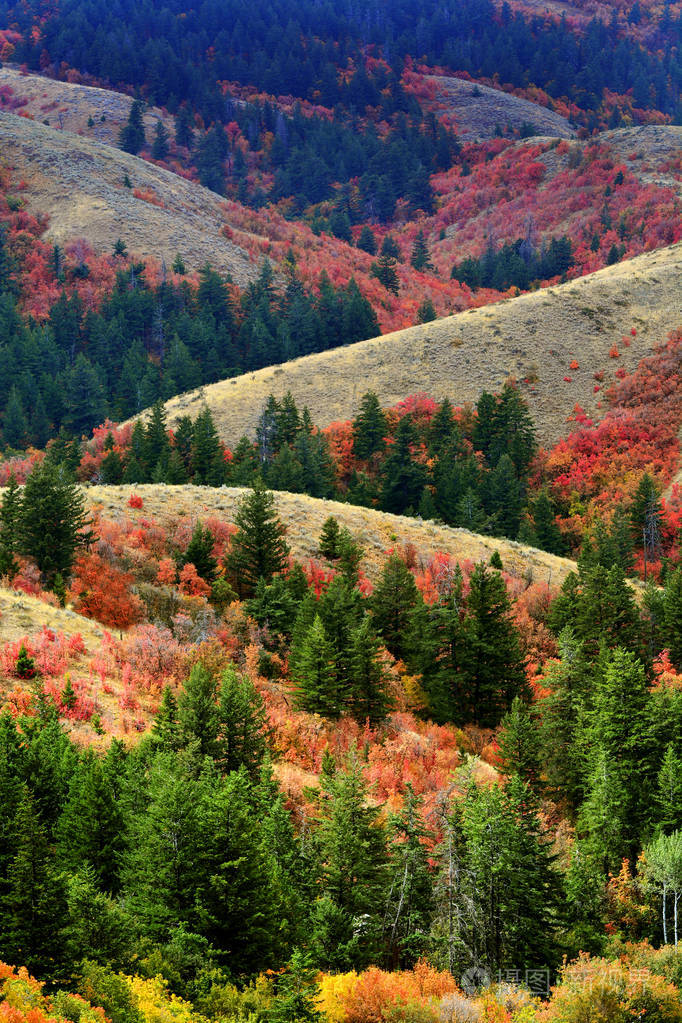 山与秋天秋天颜色从枫树松树金黄橙红色和绿色