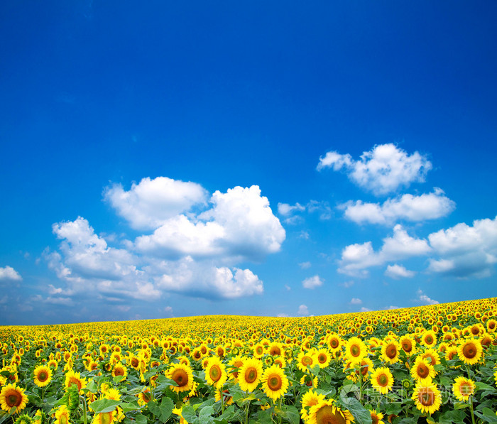 在一片蓝天向日葵