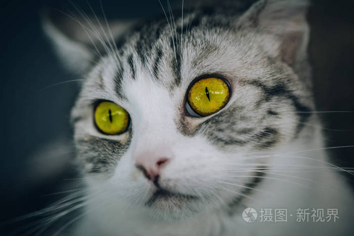 条纹猫的肖像与美丽的琥珀色的眼睛.宏观摄影
