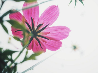 美丽的粉红色的宇宙花