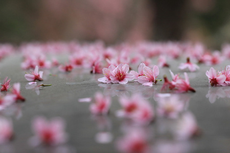 粉色樱花落在地面上图片